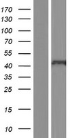 CXCR2 Protein - Western validation with an anti-DDK antibody * L: Control HEK293 lysate R: Over-expression lysate