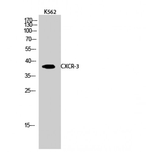 CXCR3 Antibody - Western blot of CXCR-3 antibody