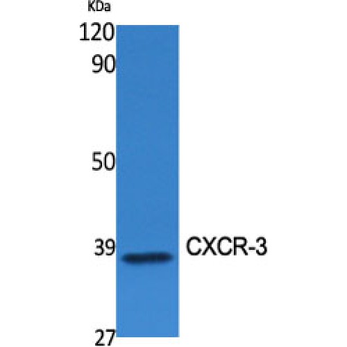 CXCR3 Antibody - Western blot of CXCR-3 antibody