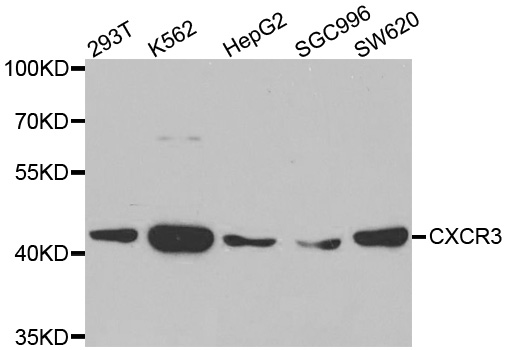 CXCR3 Antibody - Western blot analysis of extracts of various cell lines, using CXCR3 antibody.
