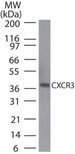 CXCR3 Antibody - Western blot of CXCR3 in human pancreas cell lysate using CXCR3 Antibody at 2 ug/ml. Goat anti-rabbit Ig HRP secondary antibody, and PicoTect ECL substrate solution, were used for this test.