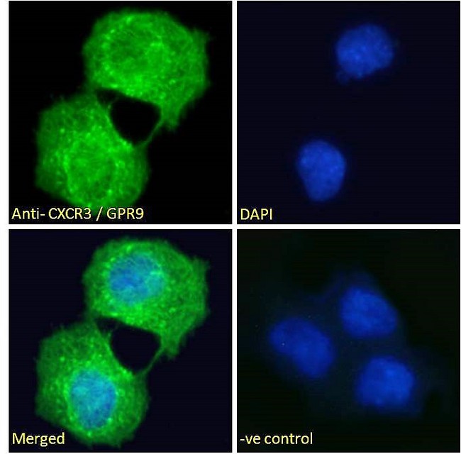 CXCR3 Antibody - Goat Anti-CXCR3 / GPR9 Antibody Immunofluorescence analysis of paraformaldehyde fixed A431 cells, permeabilized with 0.15% Triton. Primary incubation 1hr (10ug/ml) followed by Alexa Fluor 488 secondary antibody (2ug/ml), showing membrane staining. The nuclear stain is DAPI (blue). Negative control: Unimmunized goat IgG (10ug/ml) followed by Alexa Fluor 488 secondary antibody (2ug/ml).