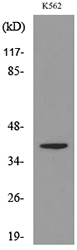 CXCR3 Antibody - Western blot analysis of lysate from K562 cells, using CXCR3 Antibody.