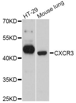 CXCR3 Antibody - Western blot analysis of extracts of various cell lines, using CXCR3 Antibody at 1:3000 dilution. The secondary antibody used was an HRP Goat Anti-Rabbit IgG (H+L) at 1:10000 dilution. Lysates were loaded 25ug per lane and 3% nonfat dry milk in TBST was used for blocking. An ECL Kit was used for detection and the exposure time was 90s.