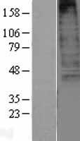 CXCR3 Protein - Western validation with an anti-DDK antibody * L: Control HEK293 lysate R: Over-expression lysate