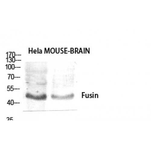 CXCR4 Antibody - Western blot of Fusin antibody