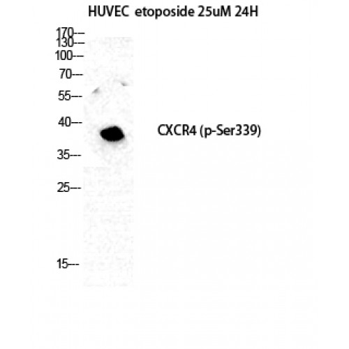 CXCR4 Antibody - Western blot of Phospho-Fusin (S339) antibody