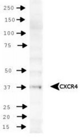 CXCR4 Antibody - Western Blot: CXCR4 Antibody - Analysis of CXCR4 in HeLa whole cell extract.