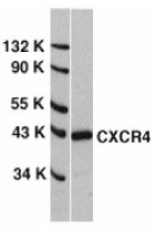 CXCR4 Antibody - Western blot of CXCR4 in HeLa whole cell lysate with CXCR4 antibody at 0.5 ug/ml.