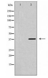 CXCR4 Antibody - Western blot of CXCR4 expression in K562 cells