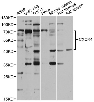 CXCR4 Antibody - Western blot analysis of extracts of various cell lines, using CXCR4 antibody at 1:1000 dilution. The secondary antibody used was an HRP Goat Anti-Rabbit IgG (H+L) at 1:10000 dilution. Lysates were loaded 25ug per lane and 3% nonfat dry milk in TBST was used for blocking. An ECL Kit was used for detection and the exposure time was 90s.