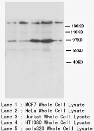 CXCR4 Antibody -  This image was taken for the unconjugated form of this product. Other forms have not been tested.