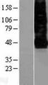 CXCR4 Protein - Western validation with an anti-DDK antibody * L: Control HEK293 lysate R: Over-expression lysate