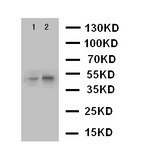 CXCR5 Antibody - WB of CXCR5 antibody. Lane 1: Rat Spleen Tissue Lysate. Lane 2: HELA Cell Lysate..