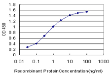 CXCR5 Antibody - Detection limit for recombinant GST tagged BLR1 is approximately 0.03 ng/ml as a capture antibody.
