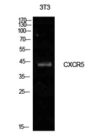 CXCR5 Antibody - Western Blot analysis of extracts from NIH-3T3 cells using CXCR5 Antibody.