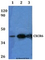 CXCR6 Antibody - Western blot of CXCR6 antibody at 1:500 dilution. Lane 1: HEK293T whole cell lysate. Lane 2: RAW264.7 whole cell lysate.