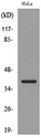 CXCR6 Antibody - Western blot analysis of lysate from HeLa cells, using CXCR6 Antibody.
