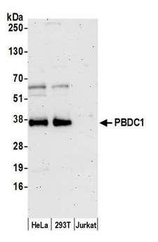 CXorf26 Antibody - Detection of human PBDC1 by western blot. Samples: Whole cell lysate (15 µg) from HeLa, HEK293T, and Jurkat cells prepared using NETN lysis buffer. Antibody: Affinity purified rabbit anti-PBDC1 antibody used for WB at 1:1000. Detection: Chemiluminescence with an exposure time of 3 minutes.