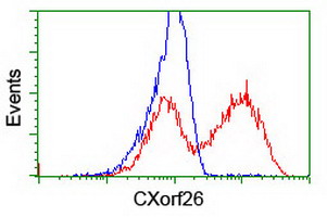 CXorf26 Antibody - HEK293T cells transfected with either overexpress plasmid (Red) or empty vector control plasmid (Blue) were immunostained by anti-CXorf26 antibody, and then analyzed by flow cytometry.