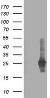 CXorf26 Antibody - HEK293T cells were transfected with the pCMV6-ENTRY control (Left lane) or pCMV6-ENTRY CXorf26 (Right lane) cDNA for 48 hrs and lysed. Equivalent amounts of cell lysates (5 ug per lane) were separated by SDS-PAGE and immunoblotted with anti-CXorf26.
