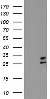 CXorf26 Antibody - HEK293T cells were transfected with the pCMV6-ENTRY control (Left lane) or pCMV6-ENTRY CXorf26 (Right lane) cDNA for 48 hrs and lysed. Equivalent amounts of cell lysates (5 ug per lane) were separated by SDS-PAGE and immunoblotted with anti-CXorf26.