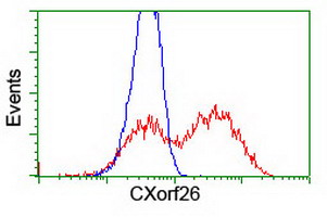 CXorf26 Antibody - HEK293T cells transfected with either overexpress plasmid (Red) or empty vector control plasmid (Blue) were immunostained by anti-CXorf26 antibody, and then analyzed by flow cytometry.