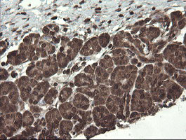 CXorf26 Antibody - IHC of paraffin-embedded Human pancreas tissue using anti-CXorf26 mouse monoclonal antibody. (Heat-induced epitope retrieval by 10mM citric buffer, pH6.0, 100C for 10min).