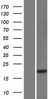 CXorf65 Protein - Western validation with an anti-DDK antibody * L: Control HEK293 lysate R: Over-expression lysate