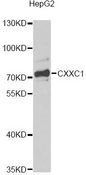 CXXC1 / CGBP Antibody - Western blot analysis of extracts of HepG2 cells, using CXXC1 antibody at 1:1000 dilution. The secondary antibody used was an HRP Goat Anti-Rabbit IgG (H+L) at 1:10000 dilution. Lysates were loaded 25ug per lane and 3% nonfat dry milk in TBST was used for blocking. An ECL Kit was used for detection and the exposure time was 90s.
