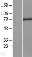 CXXC1 / CGBP Protein - Western validation with an anti-DDK antibody * L: Control HEK293 lysate R: Over-expression lysate