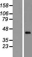 CXXC5 Protein - Western validation with an anti-DDK antibody * L: Control HEK293 lysate R: Over-expression lysate