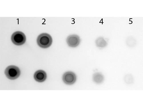 Cyanine Antibody - Dot Blot of Sheep anti-Cyanine Antibody Alkaline Phosphatase Conjugated. Antigen: Row 1 - Cy3 Streptavidin Conjugated Row 2 - Cy5 Streptavidin Conjugated. Load: Lane 1 - 200 ng Lane 2 - 66.67 ng Lane 3 - 22.22 ng Lane 4 - 7.41 ng Lane 5 - 2.47 ng. Primary antibody: none. Secondary antibody: Sheep anti-Cyanine Antibody Alkaline Phosphatase Conjugated at 1:1,000 for 60 min at RT.