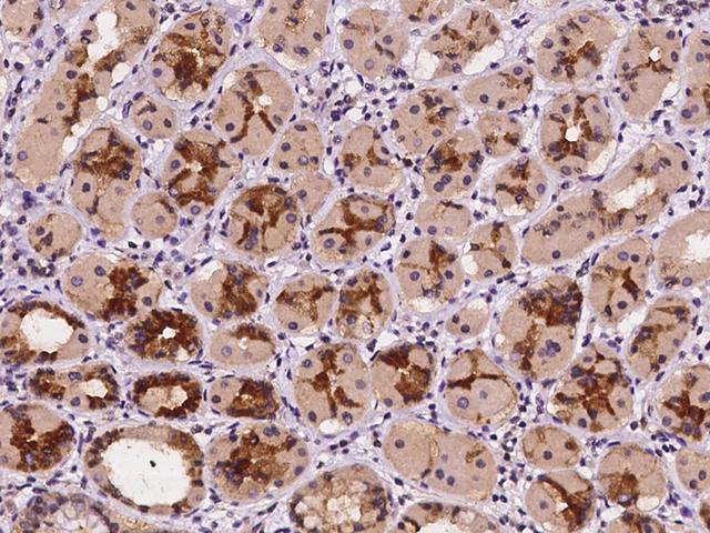 CYB561 Antibody - Immunochemical staining of human CYB561 in human stomach with rabbit polyclonal antibody at 1:100 dilution, formalin-fixed paraffin embedded sections.