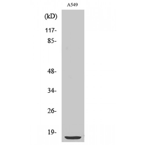 CYB5A / Cytochrome b5 Antibody - Western blot of Cytochrome b5 antibody