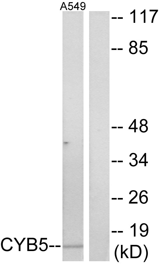 CYB5A / Cytochrome b5 Antibody - Western blot analysis of lysates from A549 cells, using CYB5 Antibody. The lane on the right is blocked with the synthesized peptide.
