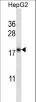 CYB5A / Cytochrome b5 Antibody - CYB5A Antibody western blot of HepG2 cell line lysates (35 ug/lane). The CYB5A antibody detected the CYB5A protein (arrow).