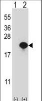 CYB5A / Cytochrome b5 Antibody - Western blot of CYB5A (arrow) using rabbit polyclonal CYB5A Antibody. 293 cell lysates (2 ug/lane) either nontransfected (Lane 1) or transiently transfected (Lane 2) with the CYB5A gene.