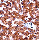 CYB5A / Cytochrome b5 Antibody - CYB5A Antibody immunohistochemistry of formalin-fixed and paraffin-embedded human liver tissue followed by peroxidase-conjugated secondary antibody and DAB staining.