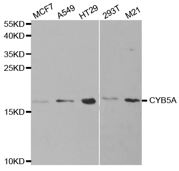 CYB5A / Cytochrome b5 Antibody - Western blot analysis of extracts of various cell lines.