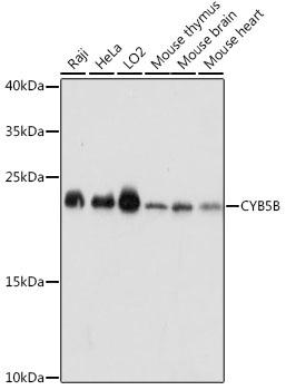 CYB5B Antibody - Western blot analysis of extracts of various cell lines using CYB5B Polyclonal Antibody at dilution of 1:1000.