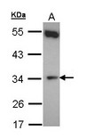 CYB5R1 Antibody - Sample (30 ug of whole cell lysate). A: Hela. 10% SDS PAGE. CYB5R1 antibody diluted at 1:500.