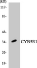 CYB5R1 Antibody - Western blot analysis of the lysates from K562 cells using CYB5R1 antibody.