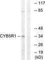 CYB5R1 Antibody - Western blot analysis of lysates from RAW264.7 cells, using CYB5R1 Antibody. The lane on the right is blocked with the synthesized peptide.
