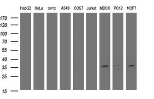 CYB5R1 Antibody - Western blot of extracts (35ug) from 9 different cell lines by using anti-CYB5R1 monoclonal antibody (HepG2: human; HeLa: human; SVT2: mouse; A549: human; COS7: monkey; Jurkat: human; MDCK: canine; PC12: rat; MCF7: human).