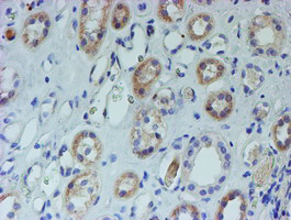 CYB5R1 Antibody - IHC of paraffin-embedded Human Kidney tissue using anti-CYB5R1 mouse monoclonal antibody. (Heat-induced epitope retrieval by 10mM citric buffer, pH6.0, 100C for 10min).