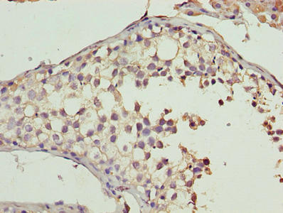 CYB5R2 Antibody - Immunohistochemistry of paraffin-embedded human testis tissue using CYB5R2 Antibody at dilution of 1:100