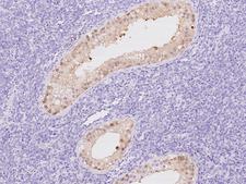 CYB5R2 Antibody - Immunochemical staining of human CYB5R2 in human testis with rabbit polyclonal antibody at 1:100 dilution, formalin-fixed paraffin embedded sections.