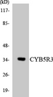 CYB5R3 / B5R Antibody - Western blot analysis of the lysates from K562 cells using CYB5R3 antibody.