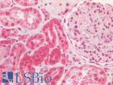 CYB5R3 / B5R Antibody - Human Kidney: Formalin-Fixed, Paraffin-Embedded (FFPE)